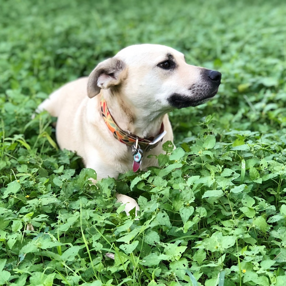 Meet my fur baby, Nakai